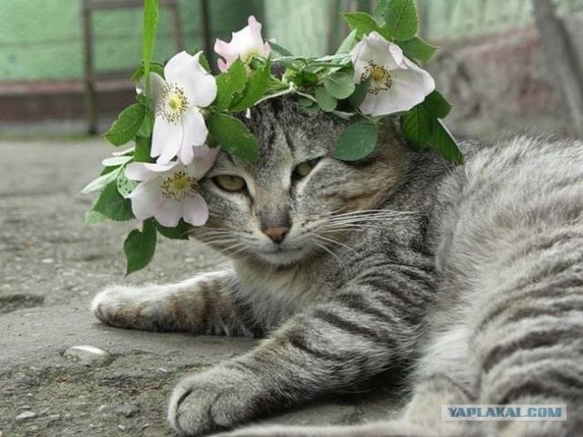 Котовторник: Кошки и ягнёнок