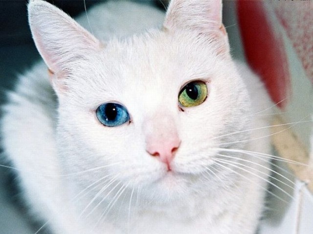 Сонный Котовторник