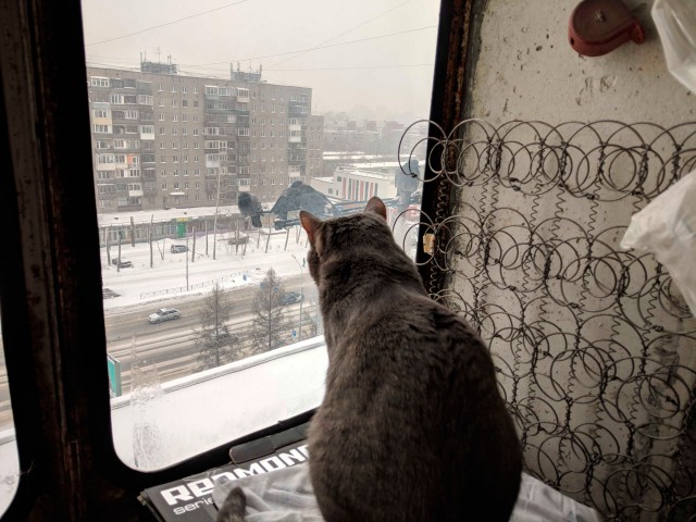 Котовторник (20.11.18)