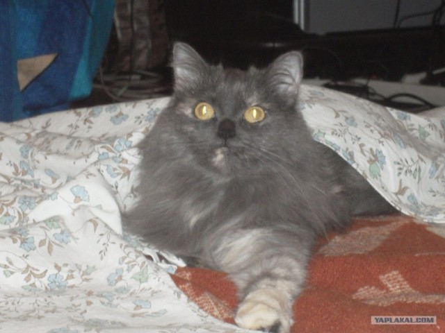 Первый котовторник октября