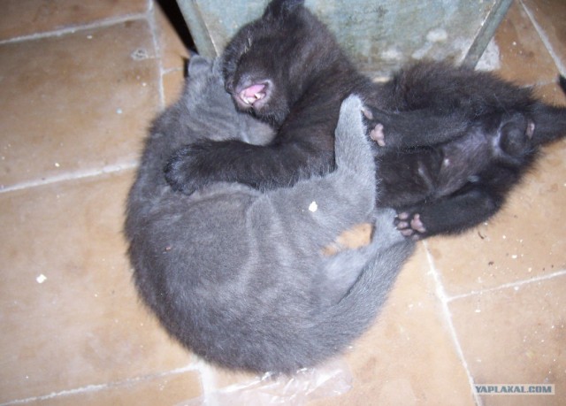Котовторник 1.11.11