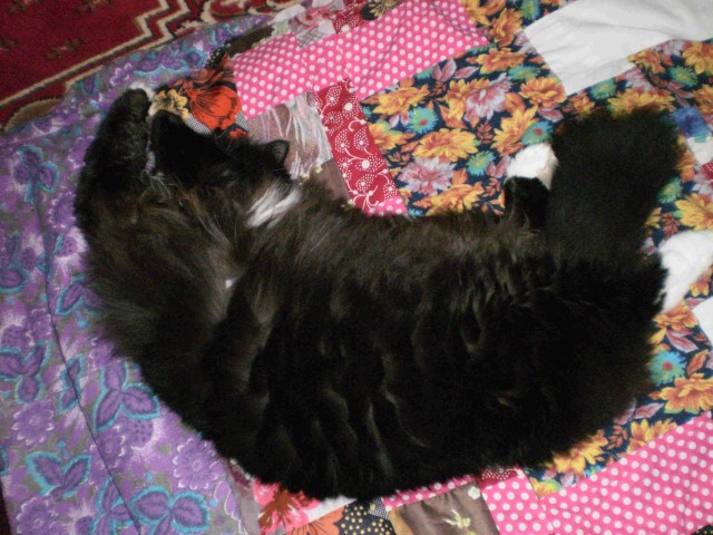 Котовторник 22.11.11
