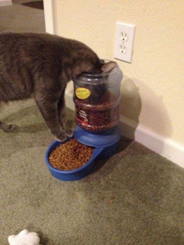 Прикольных котов пост
