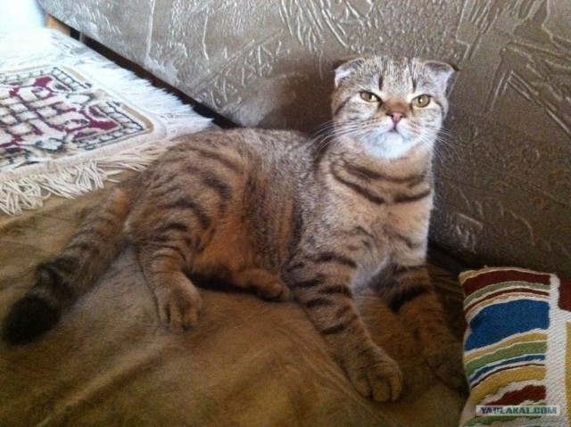 Котовторник 27.12.11