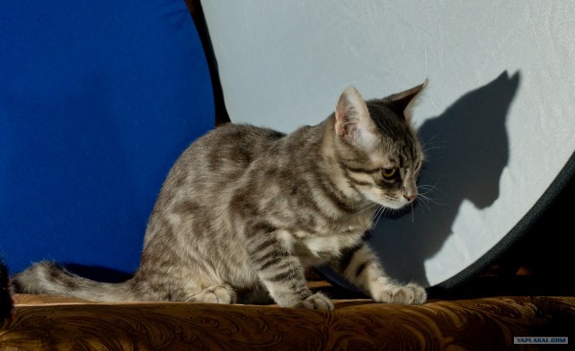 Котовторник (14.02.2012)