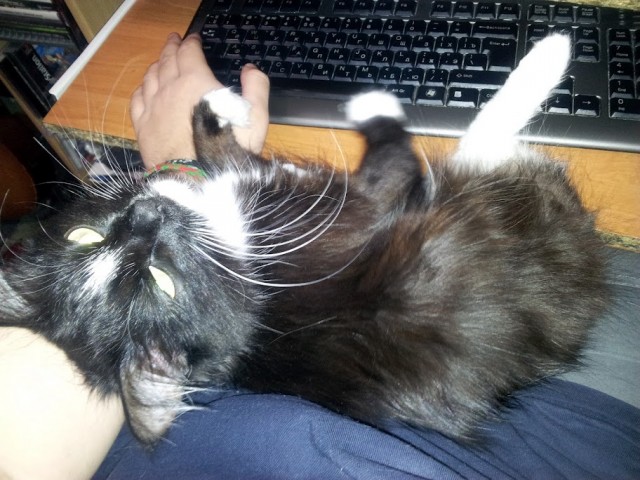 КОТОВТОРНИК (6.03.2012)