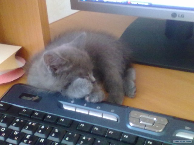 Котовторник! 13.03.2012
