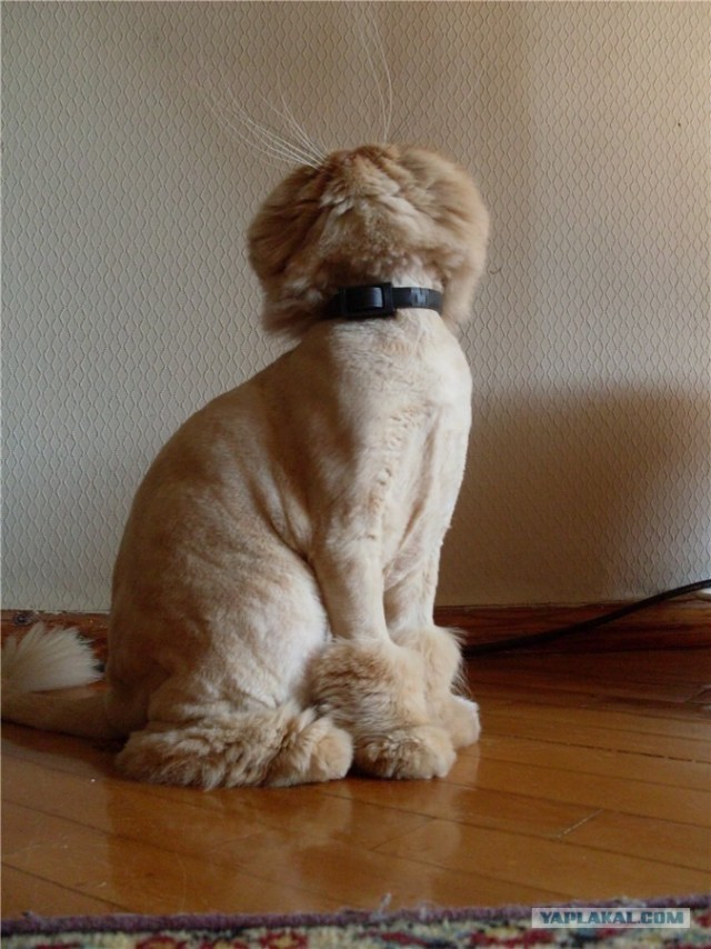 Котовторник 1 мая 2012