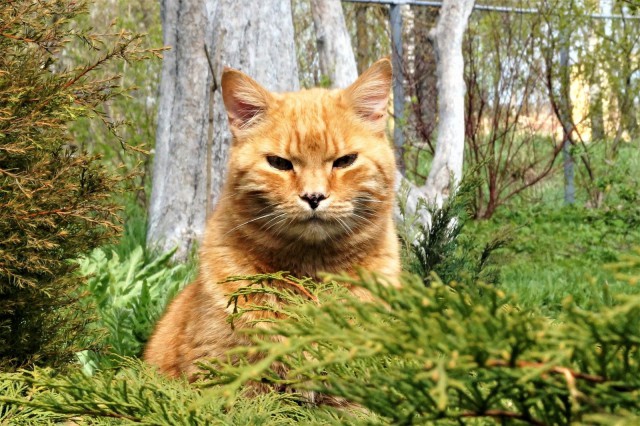Прикольных котов пост