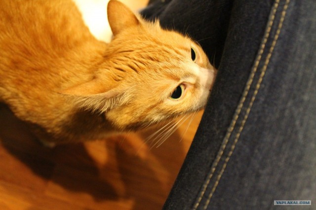 Котовторник 22.05.2012