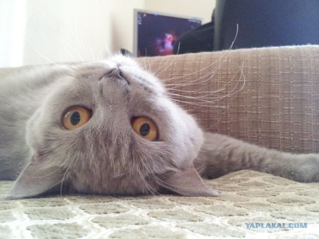 Котовторник   5.06.2012
