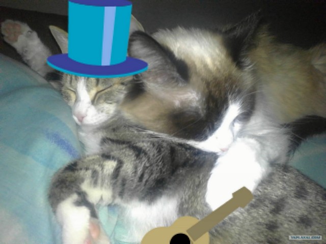 Котовторник 24.07.2012