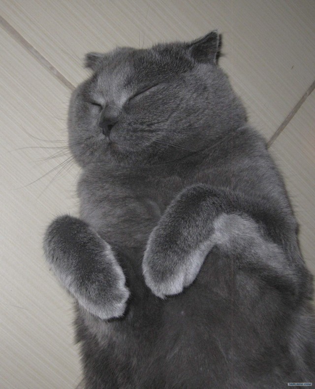 Котовторник 07.08.2012