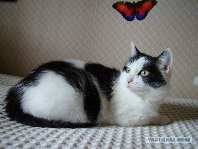 Котовторник 19.02.2019