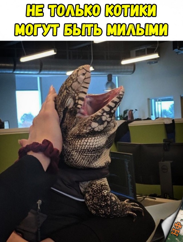Нестандартный юмор