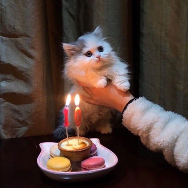 Забавные картинки с котами из сети