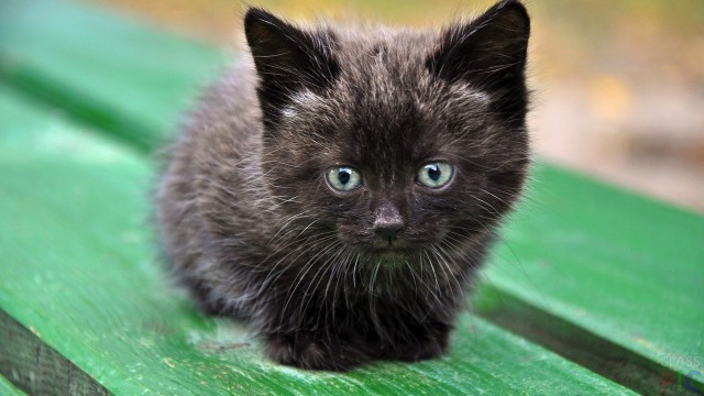 Котовторник