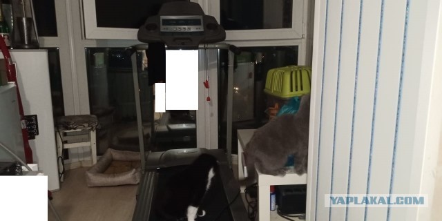 Балкон для кота