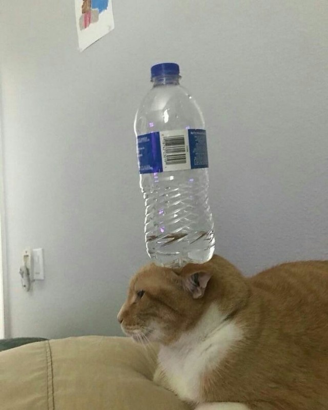 Эти забавные животные