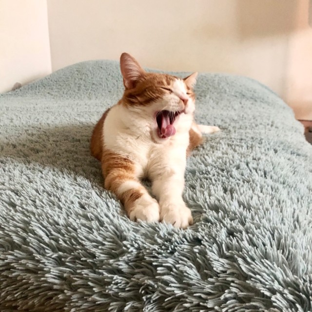 Котовторник. Знакомьтесь, Мася