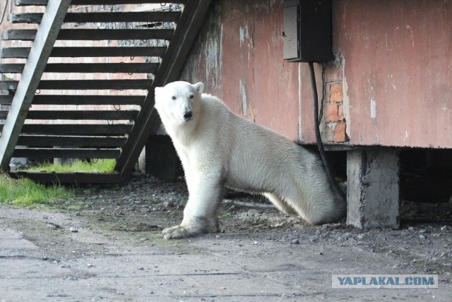 На Чукотке около 50 медведей окружили село, рядом с которым на берег выбросило мертвого кита