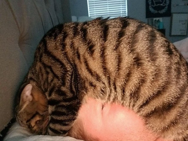 Фотографии, которые доказывают, что кошки самые большие сволочи
