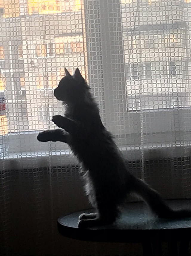 Тимка