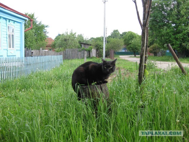 Моя красотка