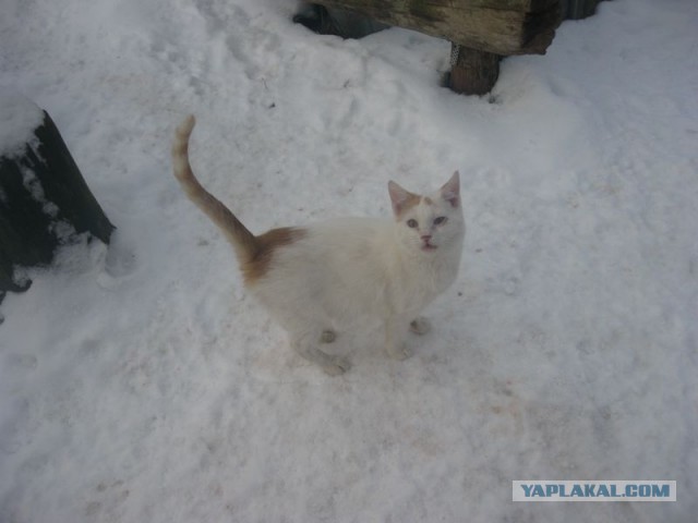 Жизнь домашнего приюта для котеек 326