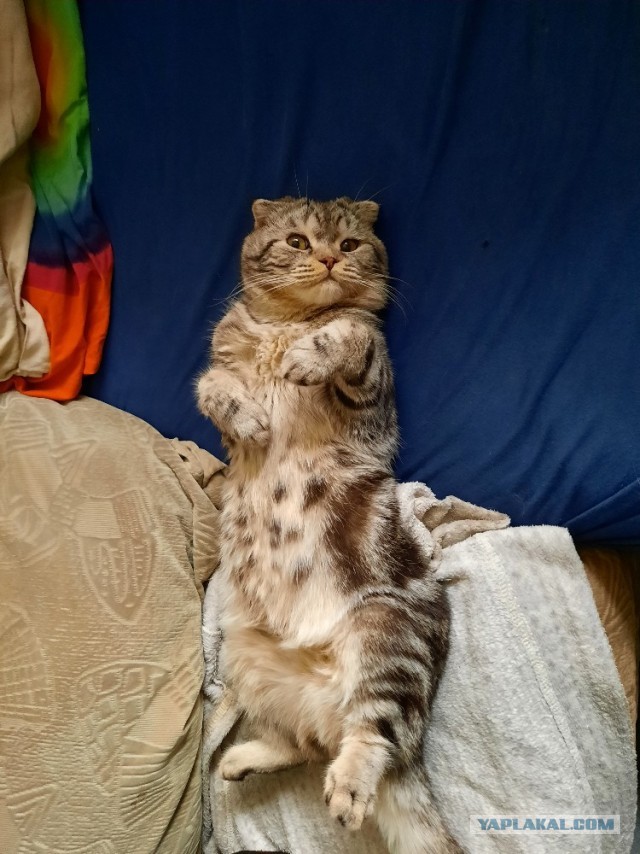 Котовторник!
