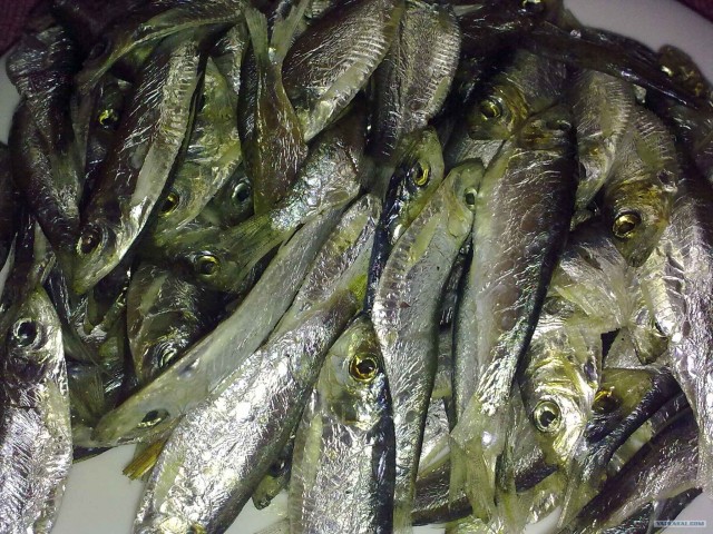 Все из рыбы!