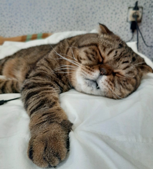 Хоба! Котовторник!