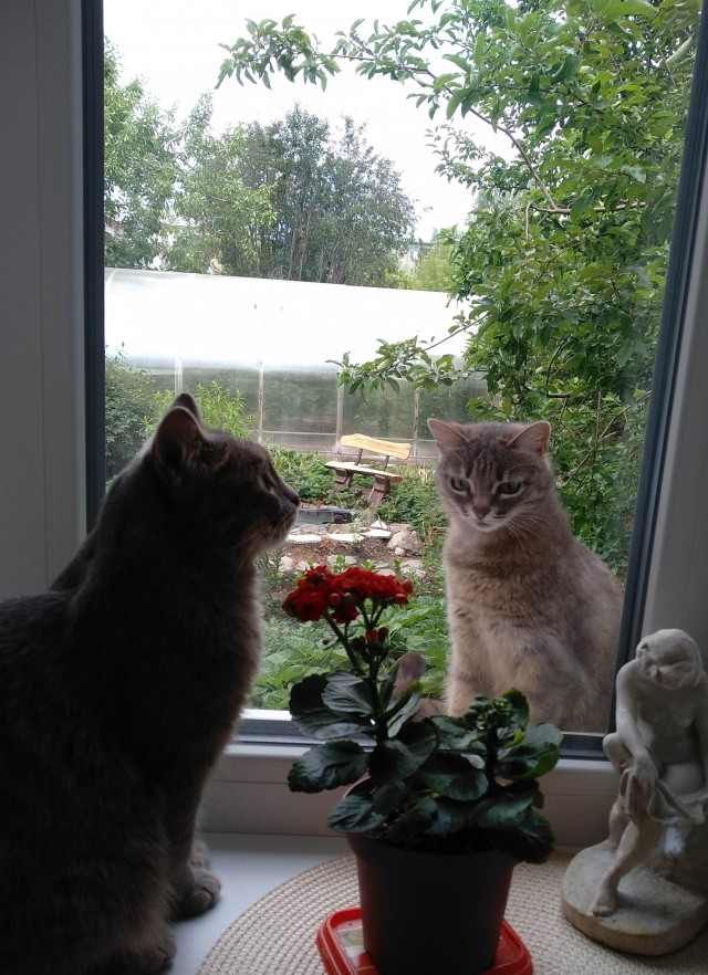 Хоба! Котовторник!