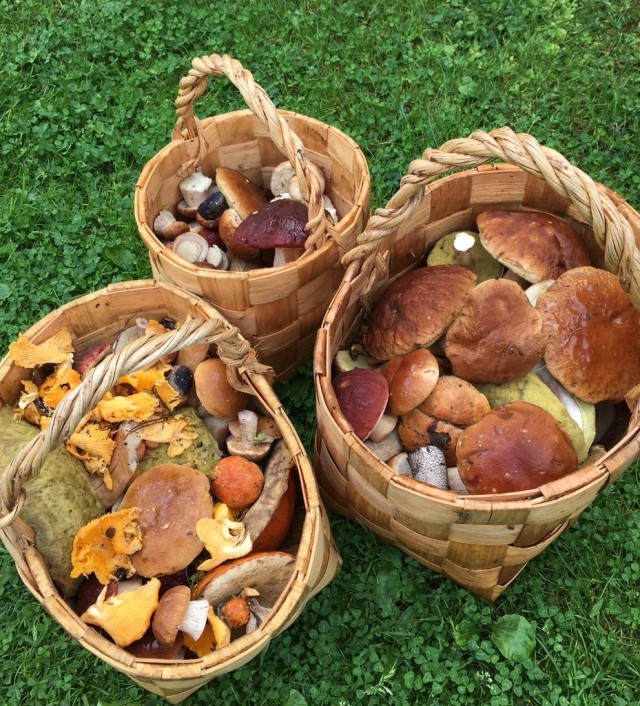 В Выборгском лесу найден «король» белых грибов весом 1,6 кг