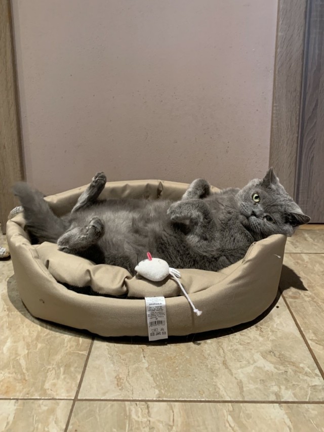 Солнце котовторника уже встало, Господа!