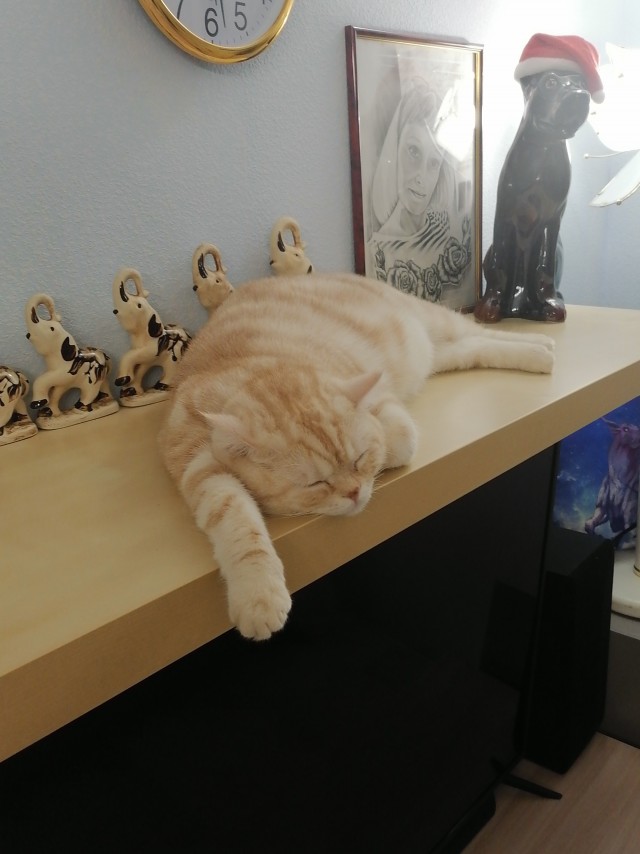 Котовторнику быть