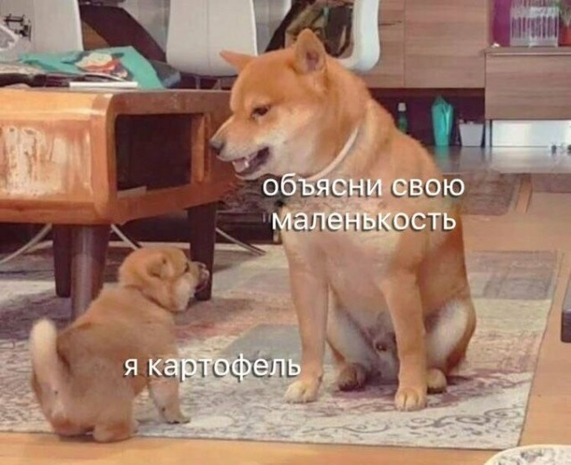 Самый маленький кот в мире