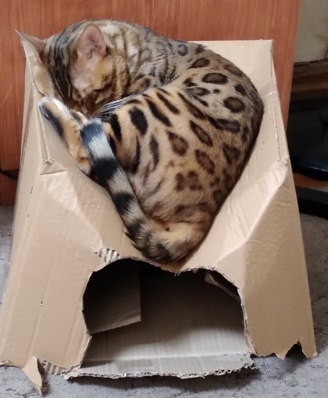 Котовторник ведь начался!