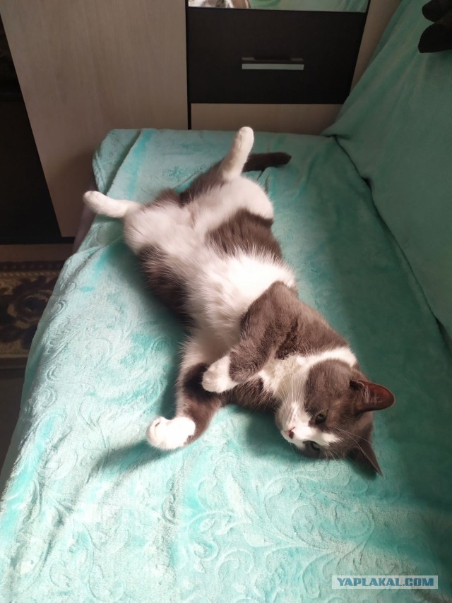 А как спит ваш кошачий?