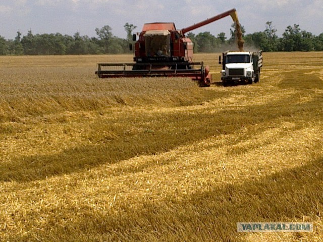 Первый миллион тонн пшеницы собран в Краснодарском крае