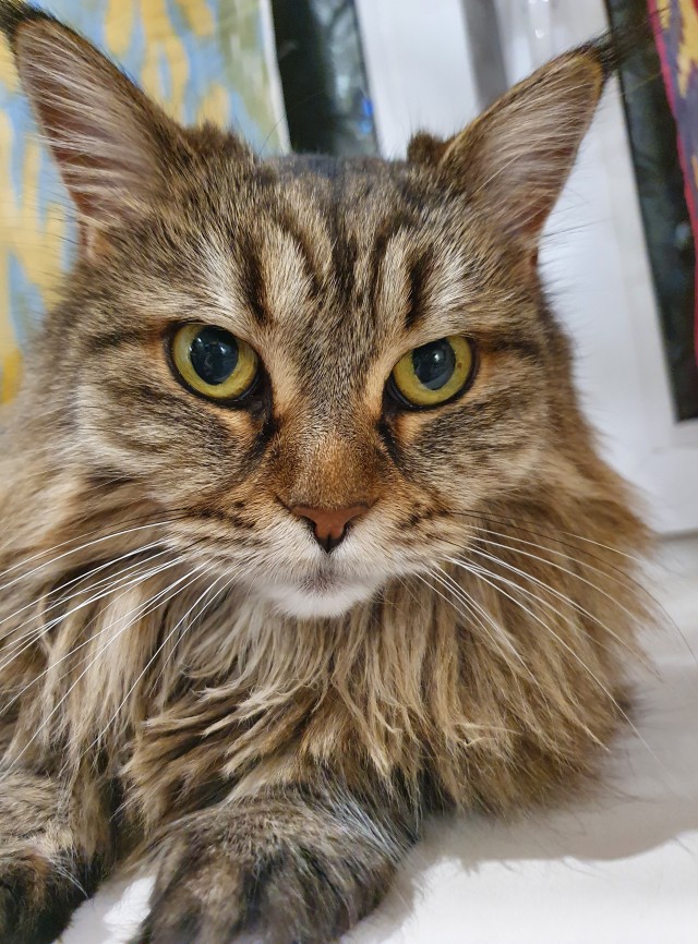 Ура! Котовторник.