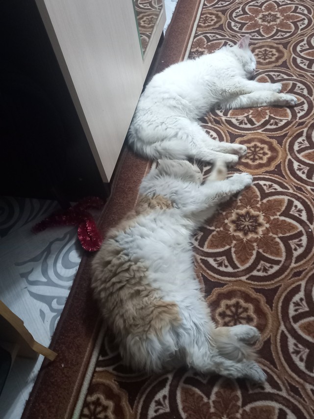 Кот во вторник