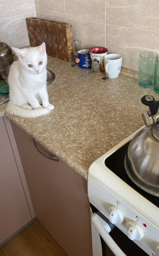 С Котовторником вас! Зовут Чеса!