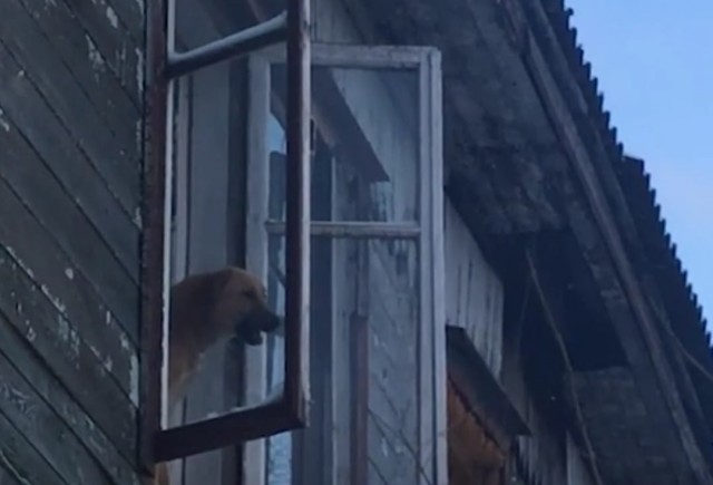 Пёс уже месяц ждёт хозяев, которые бросили его в пустующем бараке.