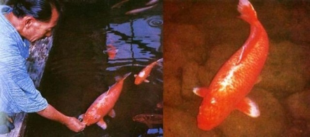 Винегрет из фото прошлых лет, которые позволят взглянуть на историю другими глазами