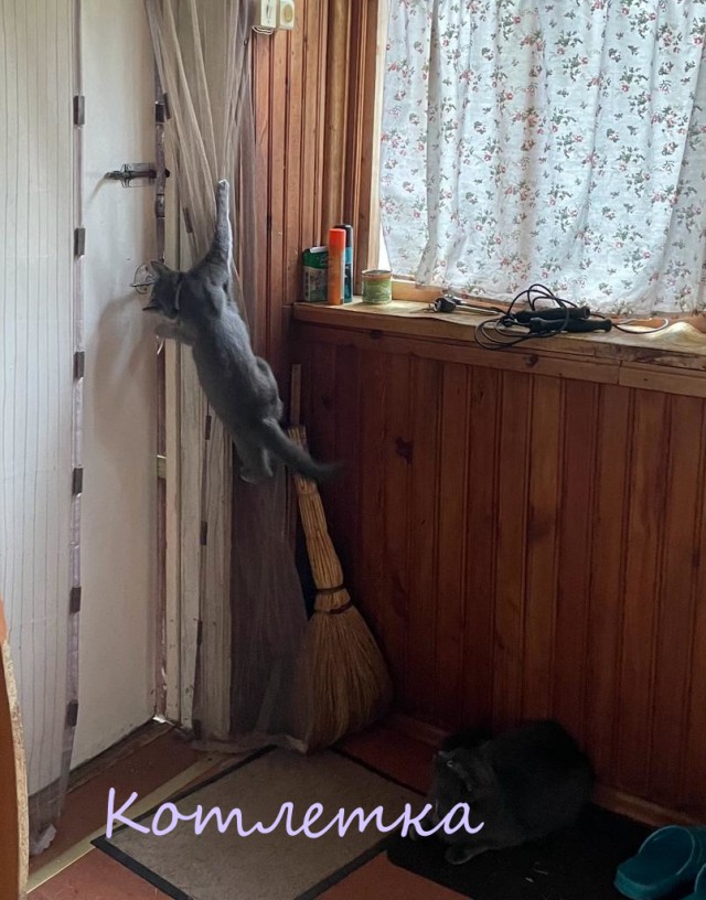 Жизнь домашнего приюта "Котоленд" 362