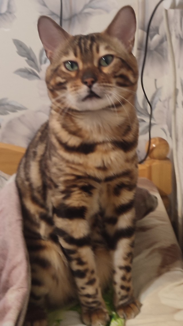 Котовторник. Было - стало