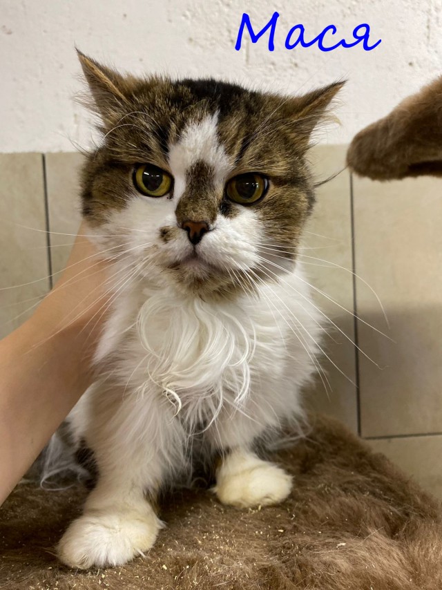 Жизнь домашнего приюта "Котоленд" 389
