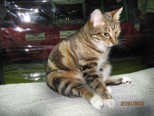 Котовторник 09.04.2013
