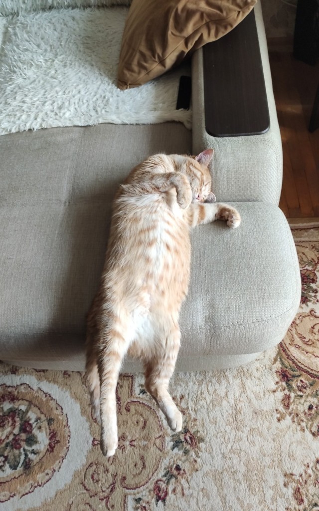 Начинаем котофторник?
